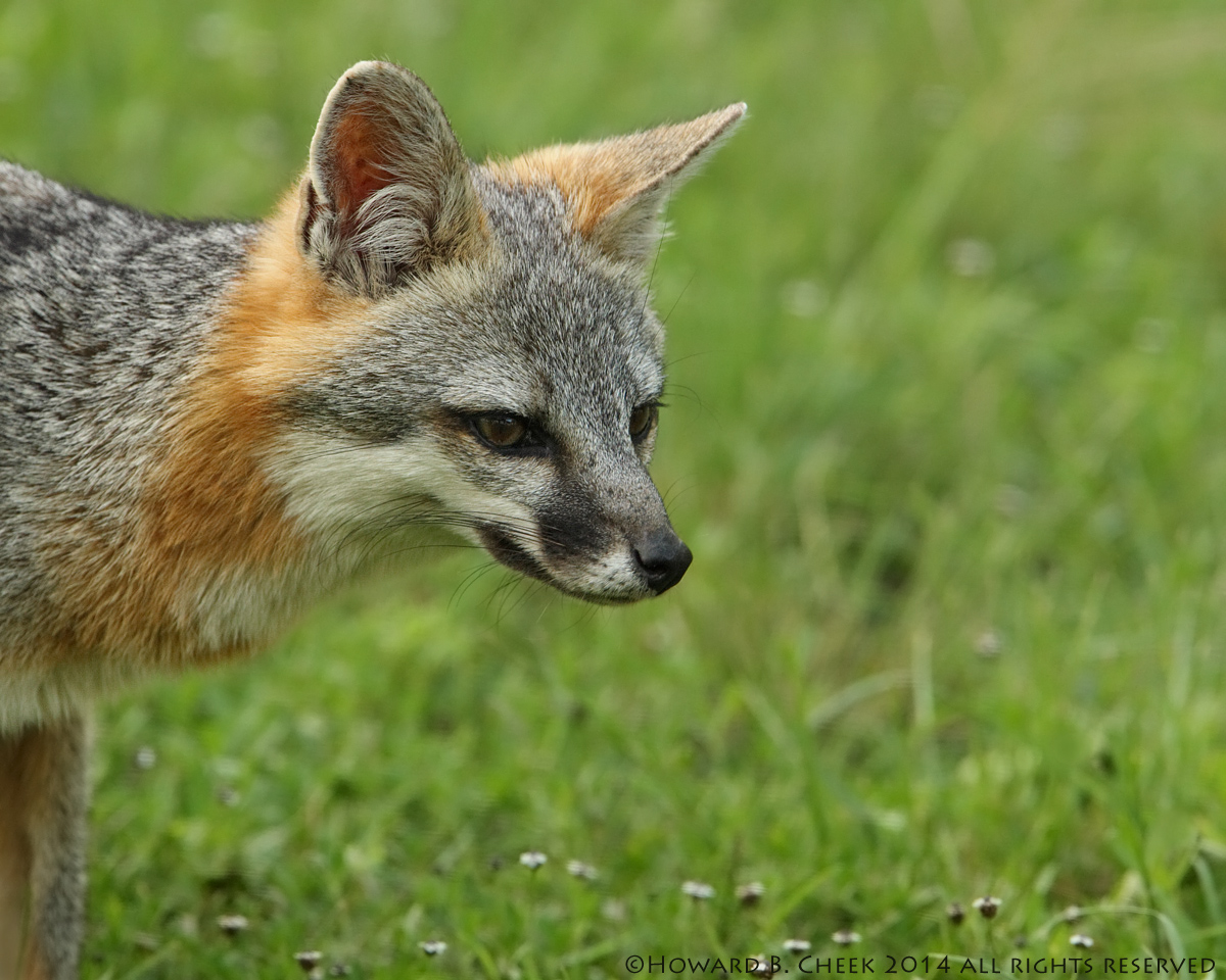 Summer Fox