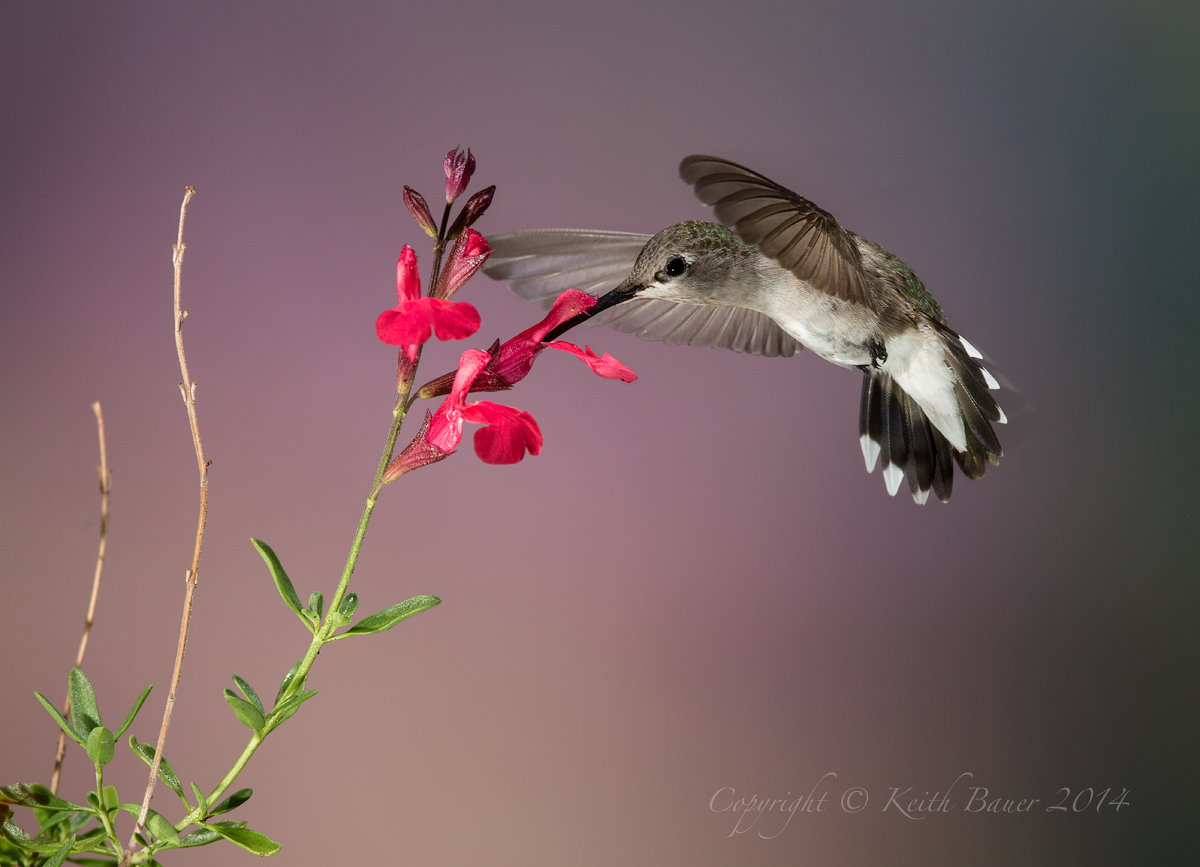 Black Chinned Hummer