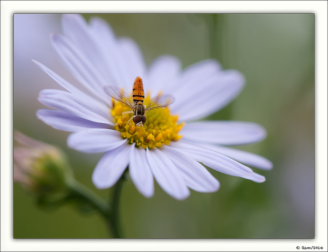Hover on Aster