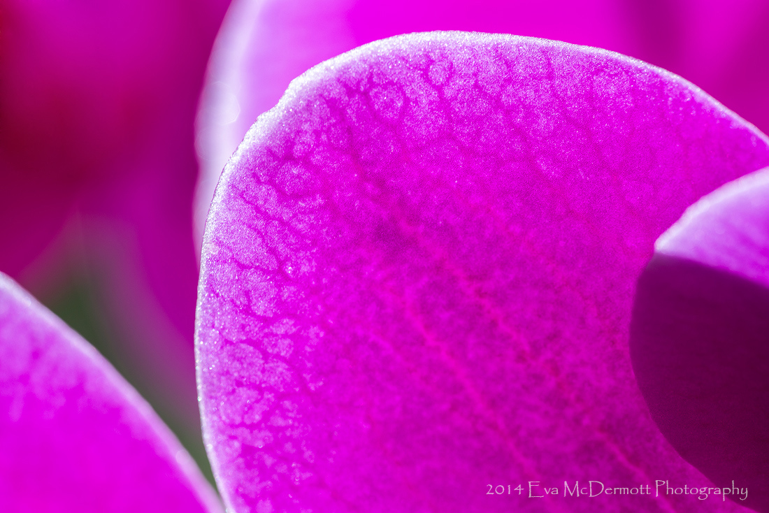 Orchid Abstract + Repost