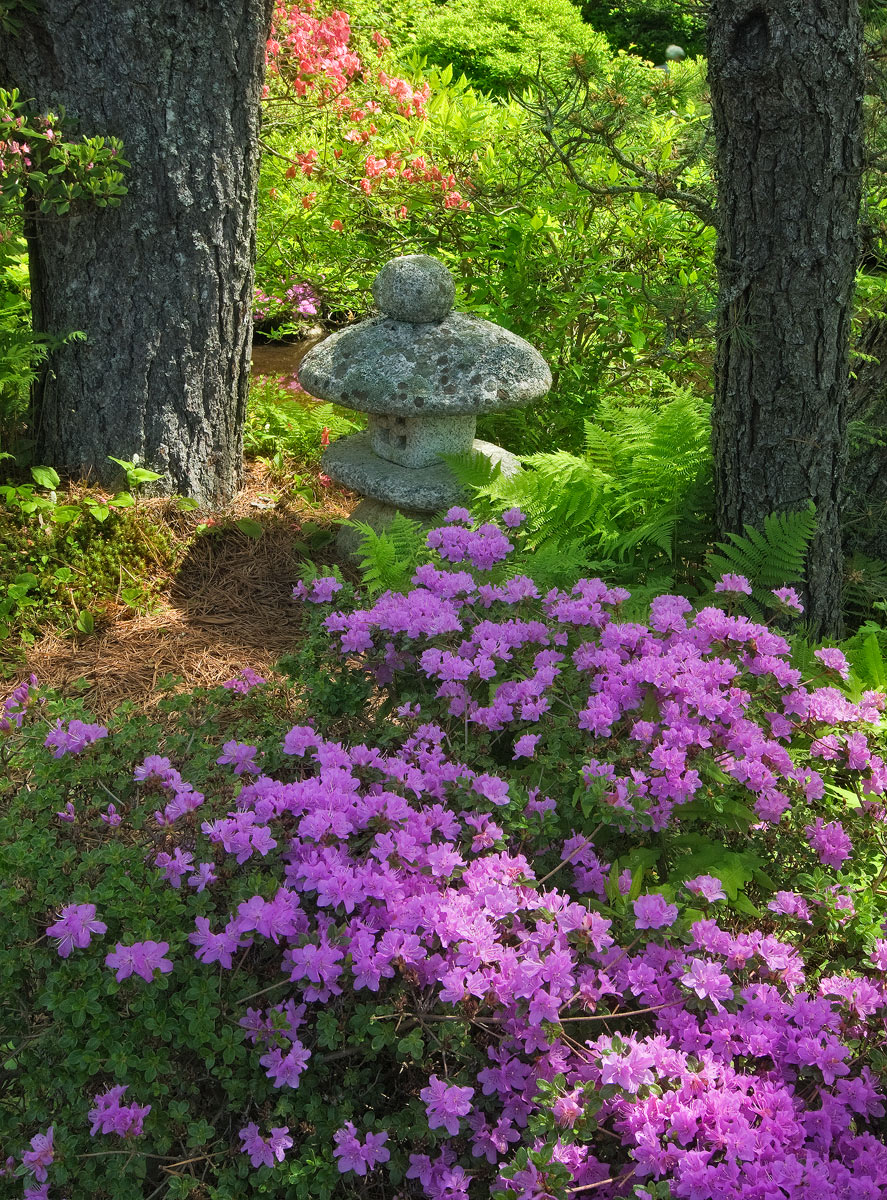 Asticou Azelea Garden
