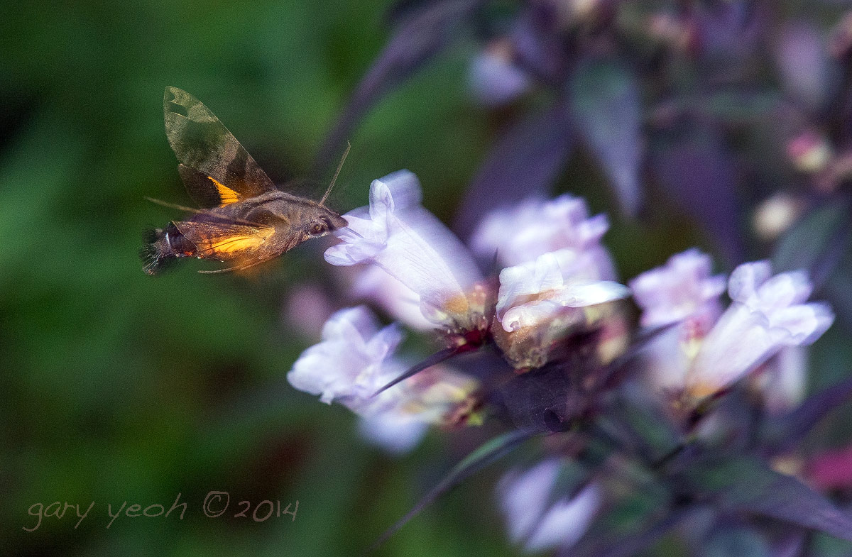 Hummingbird moth