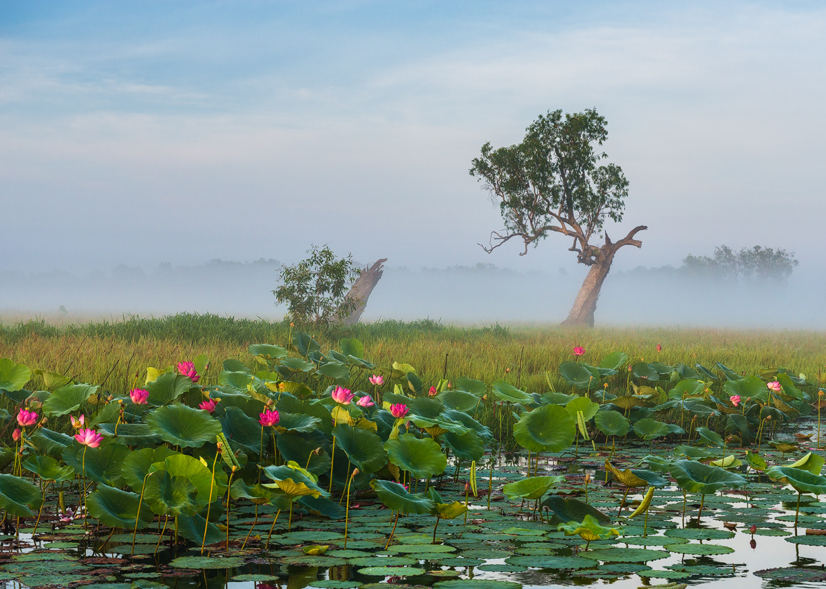Lilies of Yellow Water