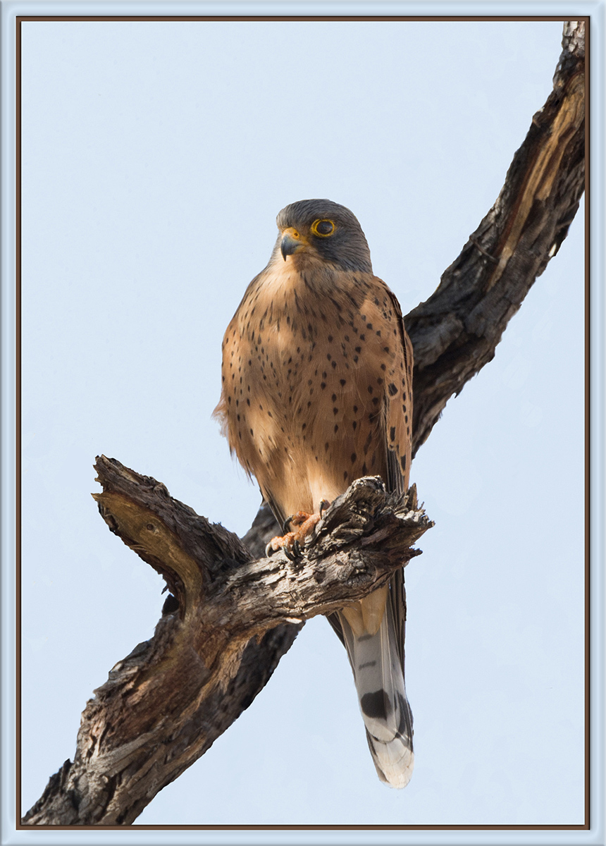 Rock Kestrel