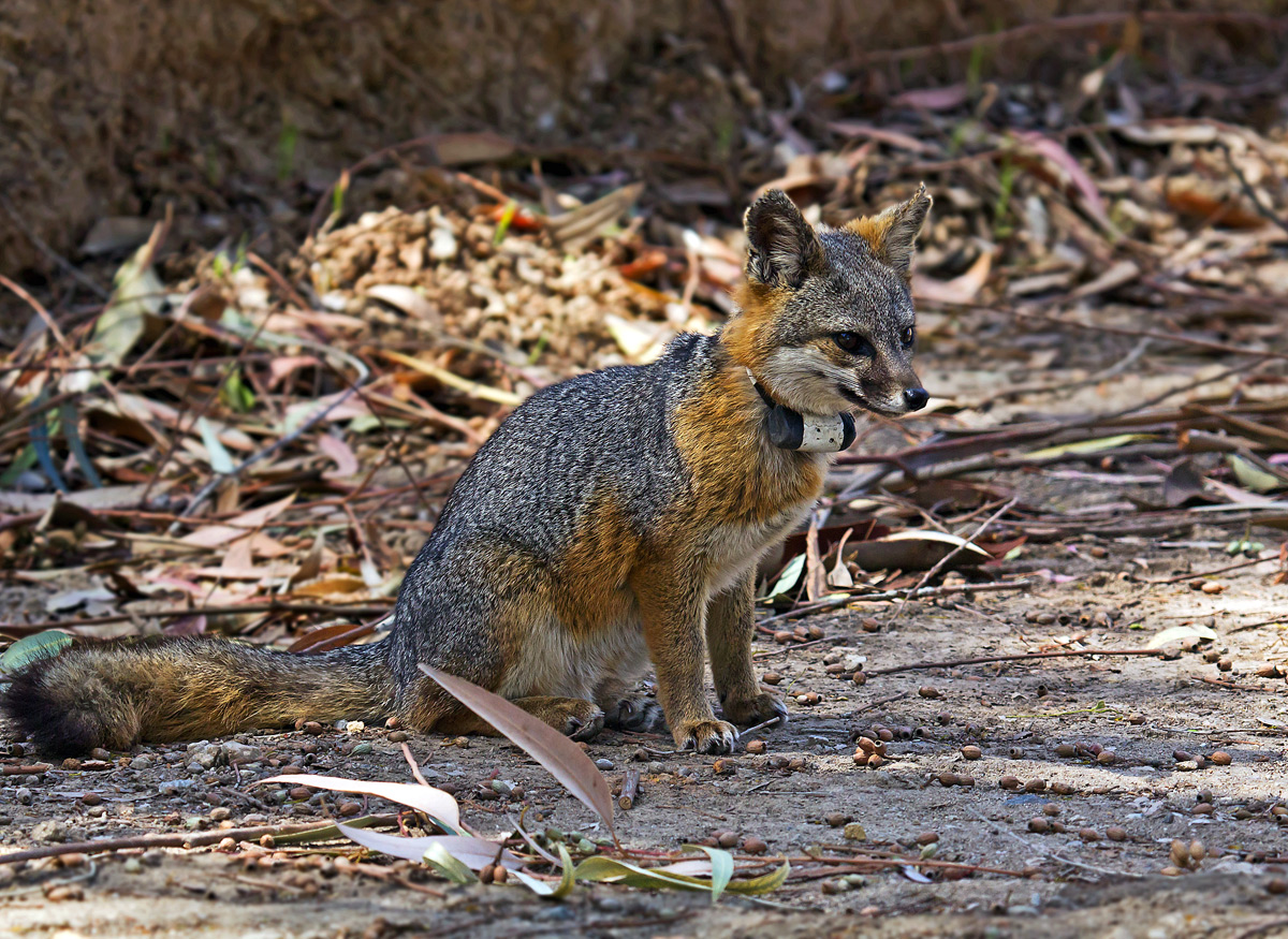 Catalina Collared Fox