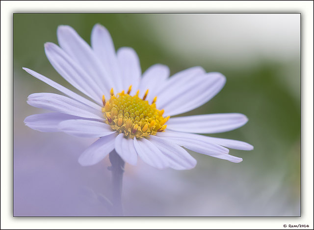 Aster