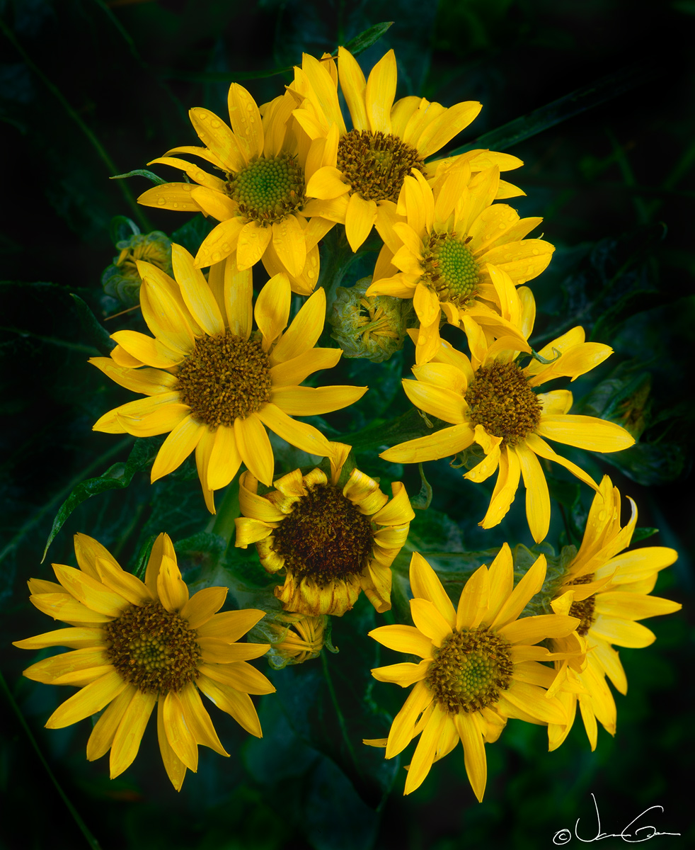 Beach Fleabane