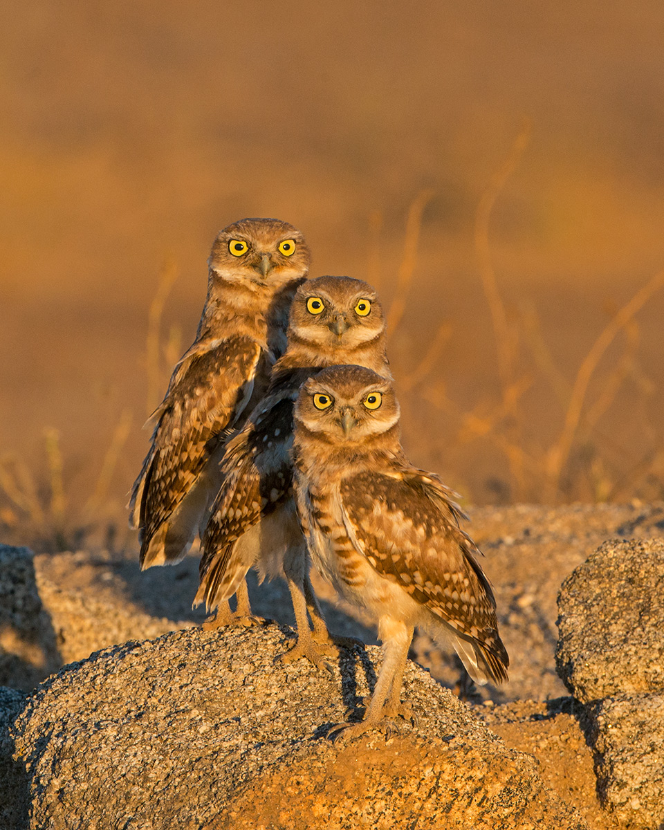 Owl Family