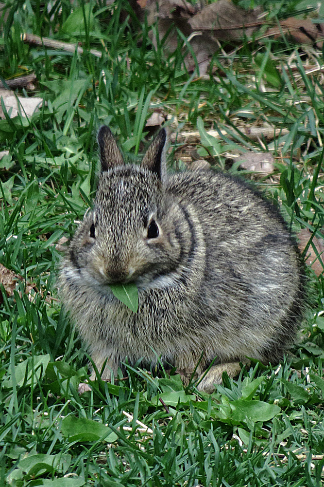 Lawn mower!