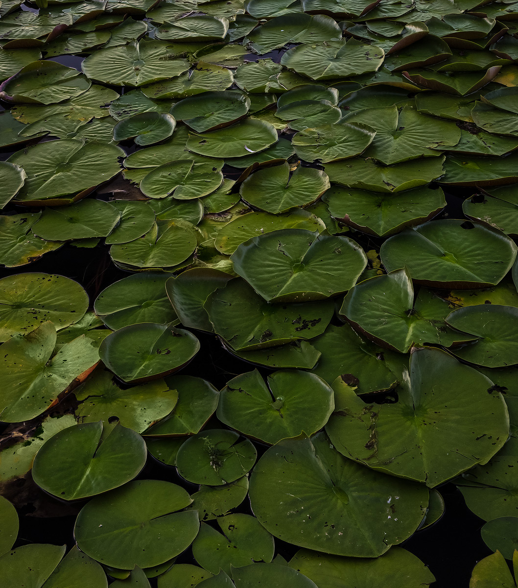 Densely populated