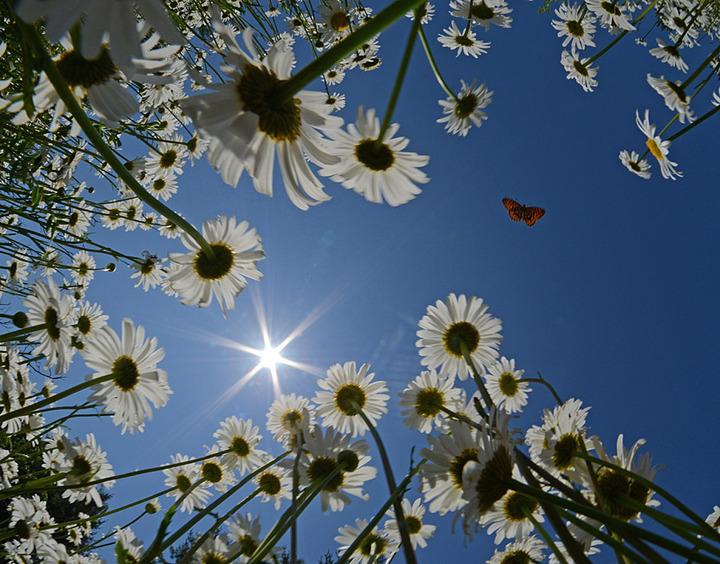 Butterfly in the Sky