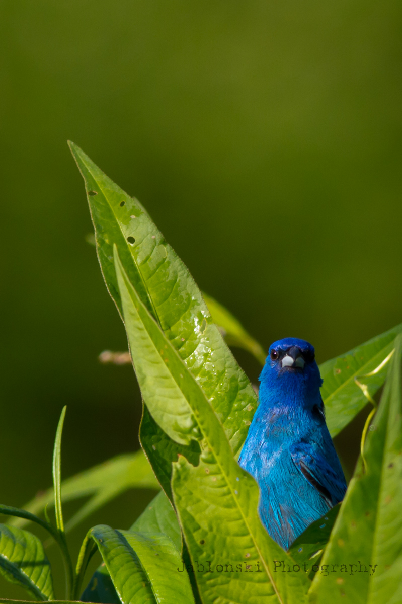 Indigo Bunting