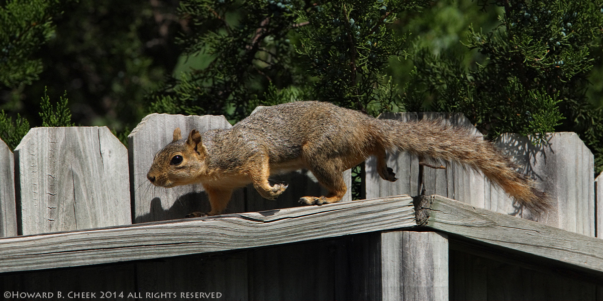 Fence Line Runner