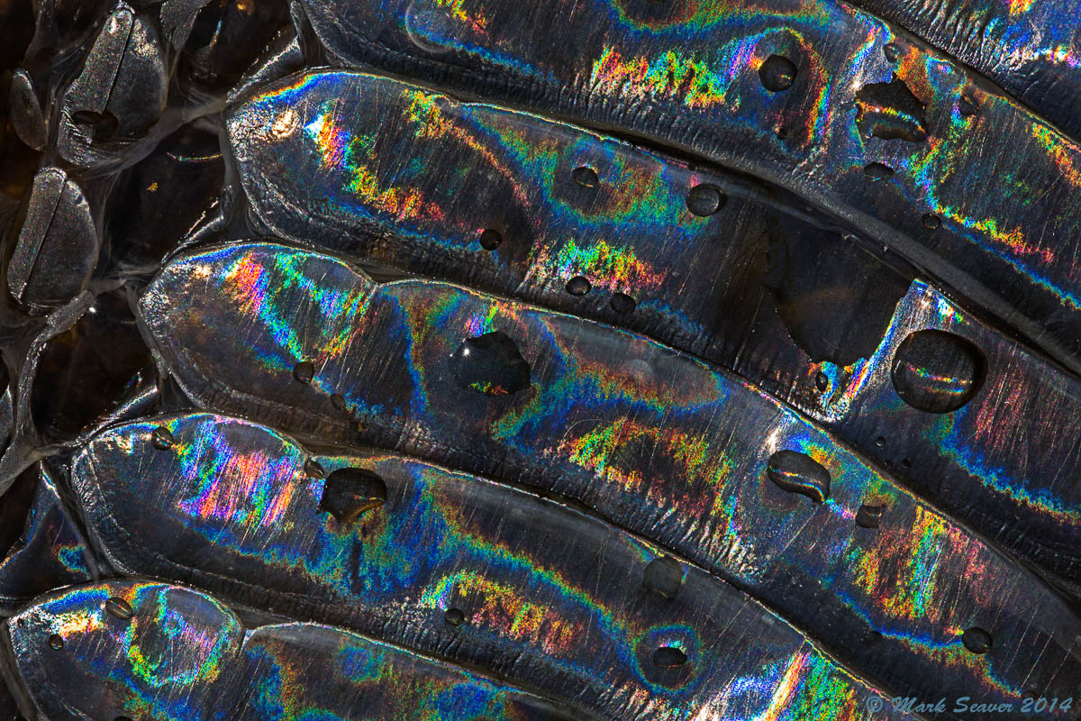 Snakeskin Iridescence #2
