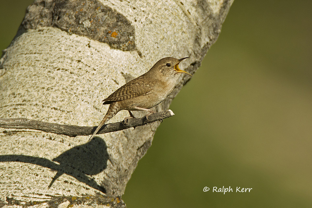 House Wren