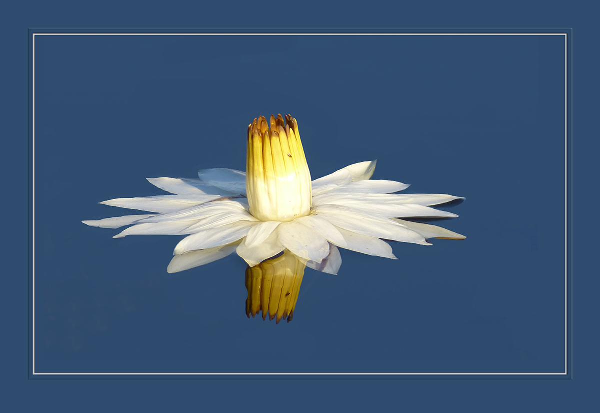 Elegance