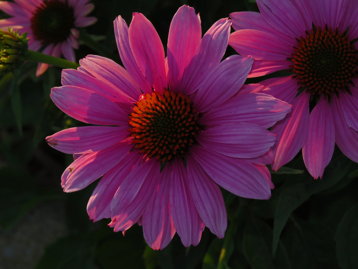 Purple cone flower