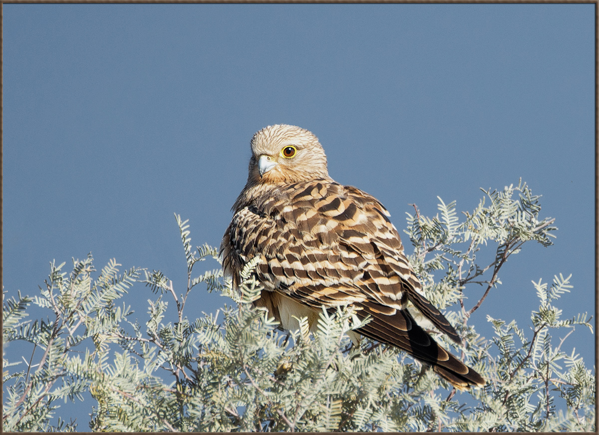 Greater Kestrel w/repost