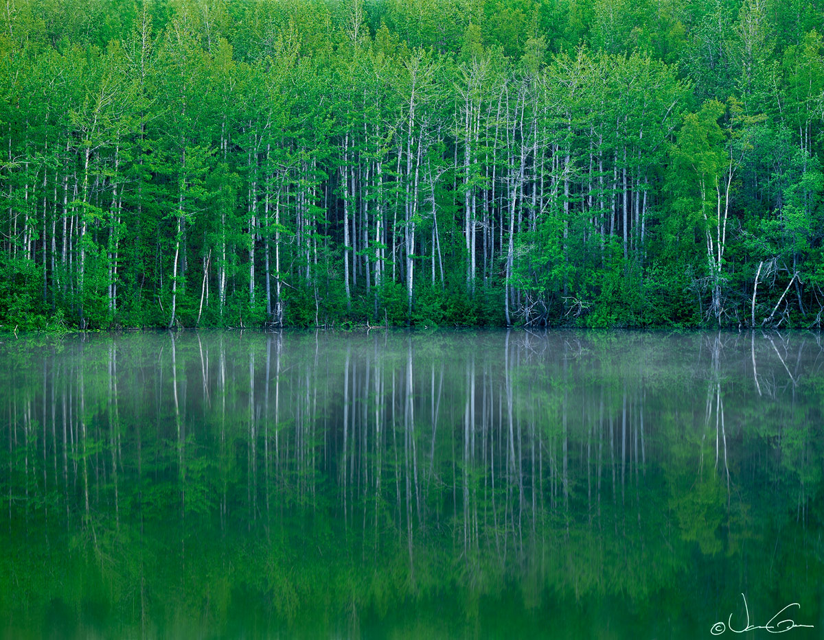 Early Summer Reflected