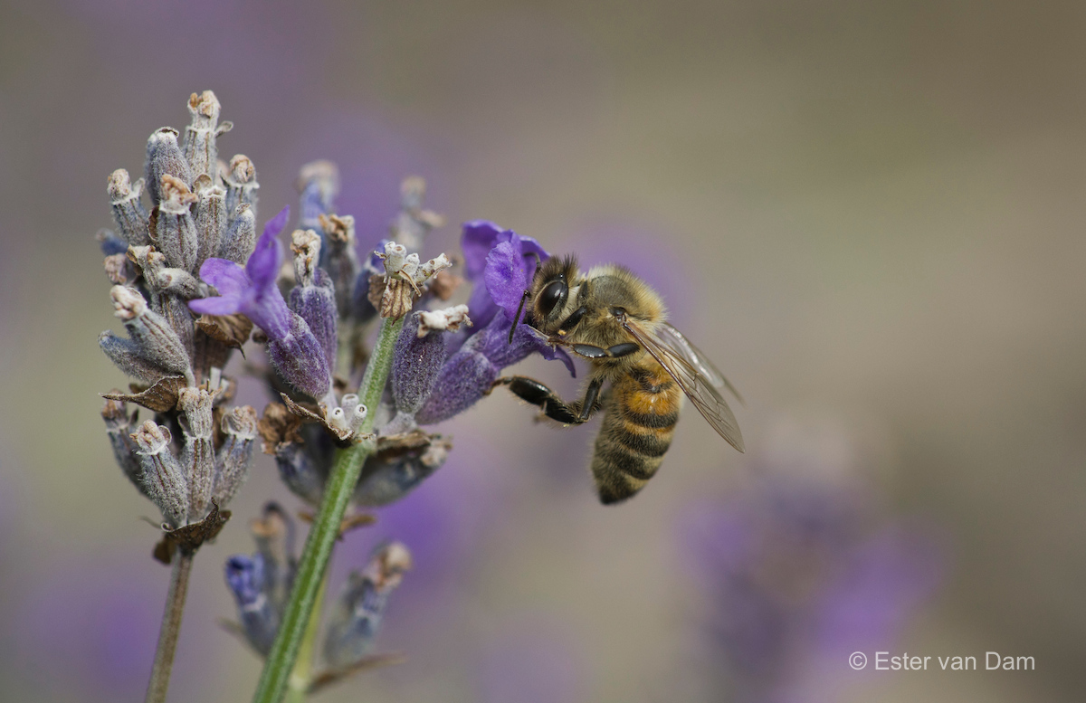 Honey Bee on Lavendula