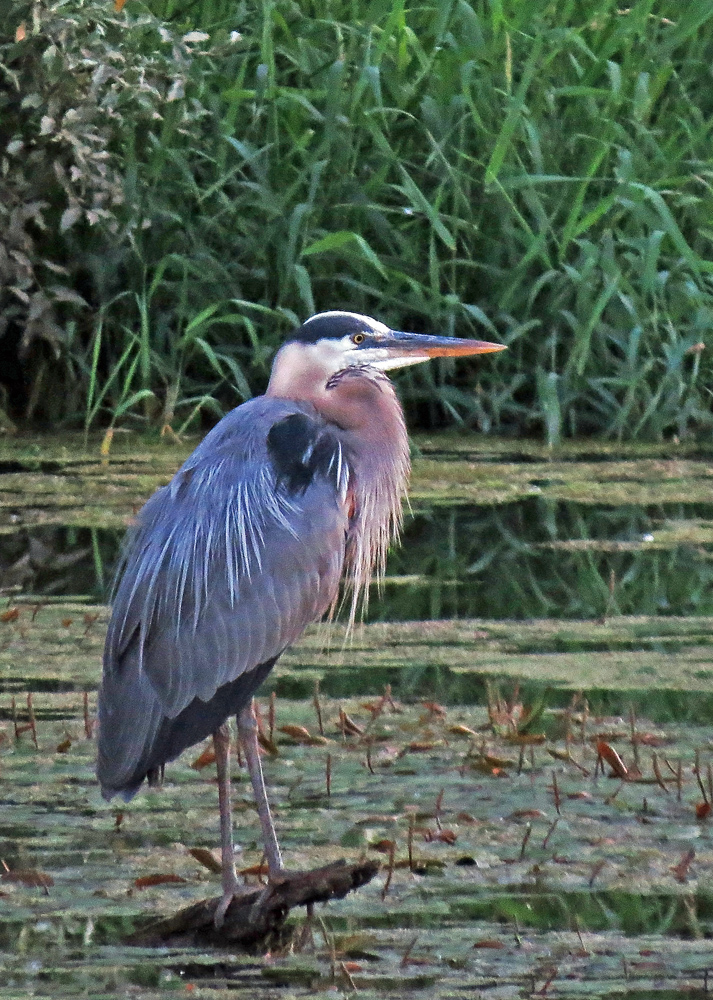 GB heron