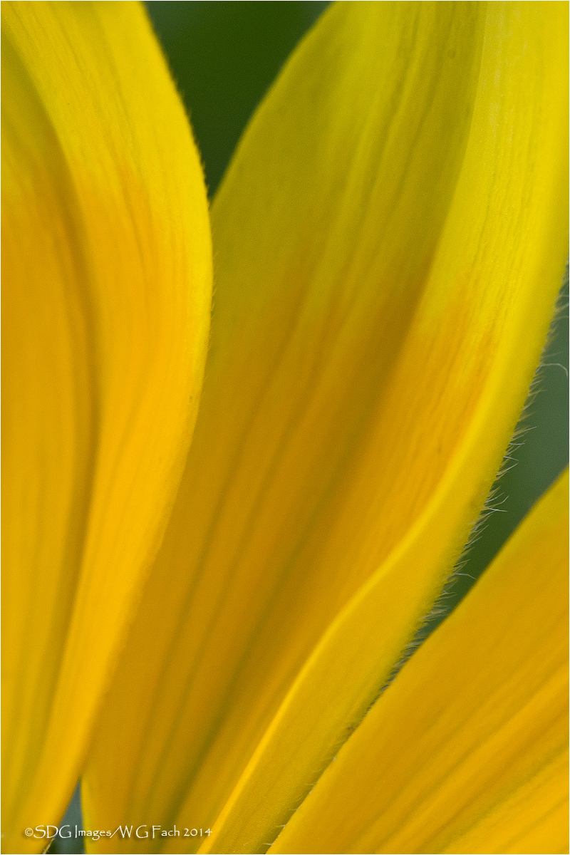 Rabbit Ears
