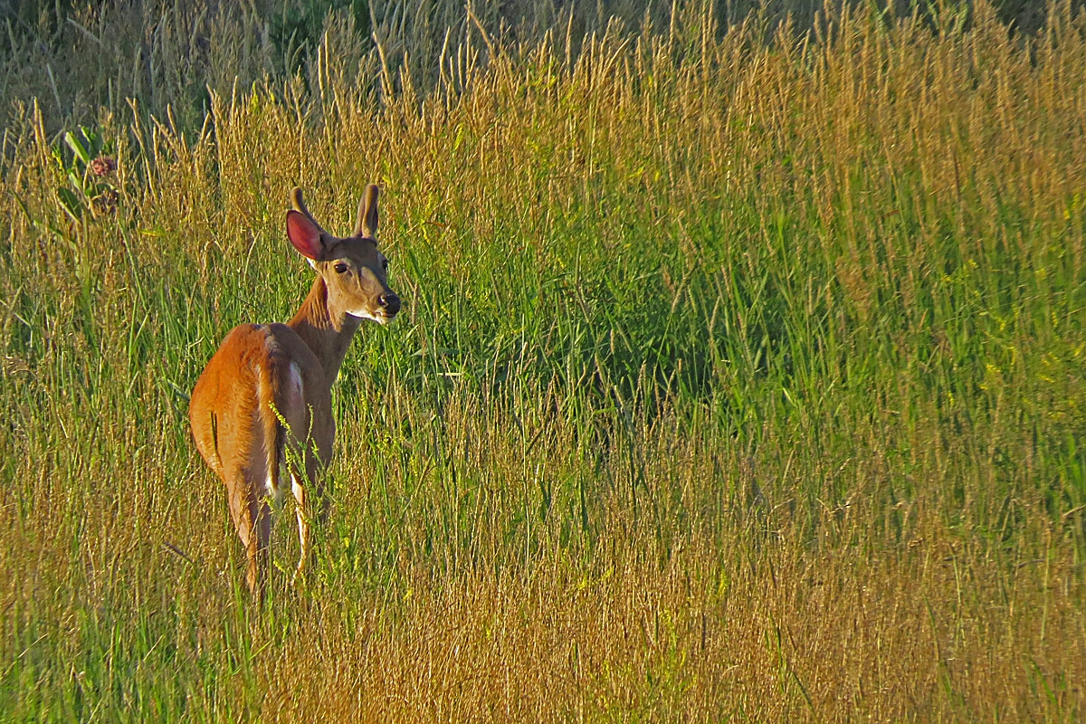 Evening white tail
