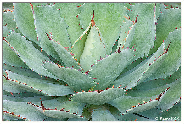 Agave Cactus
