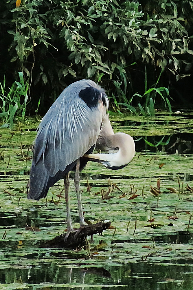 Preening GBH