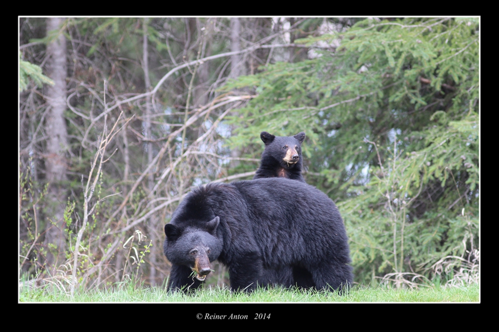 Black bear with curious 