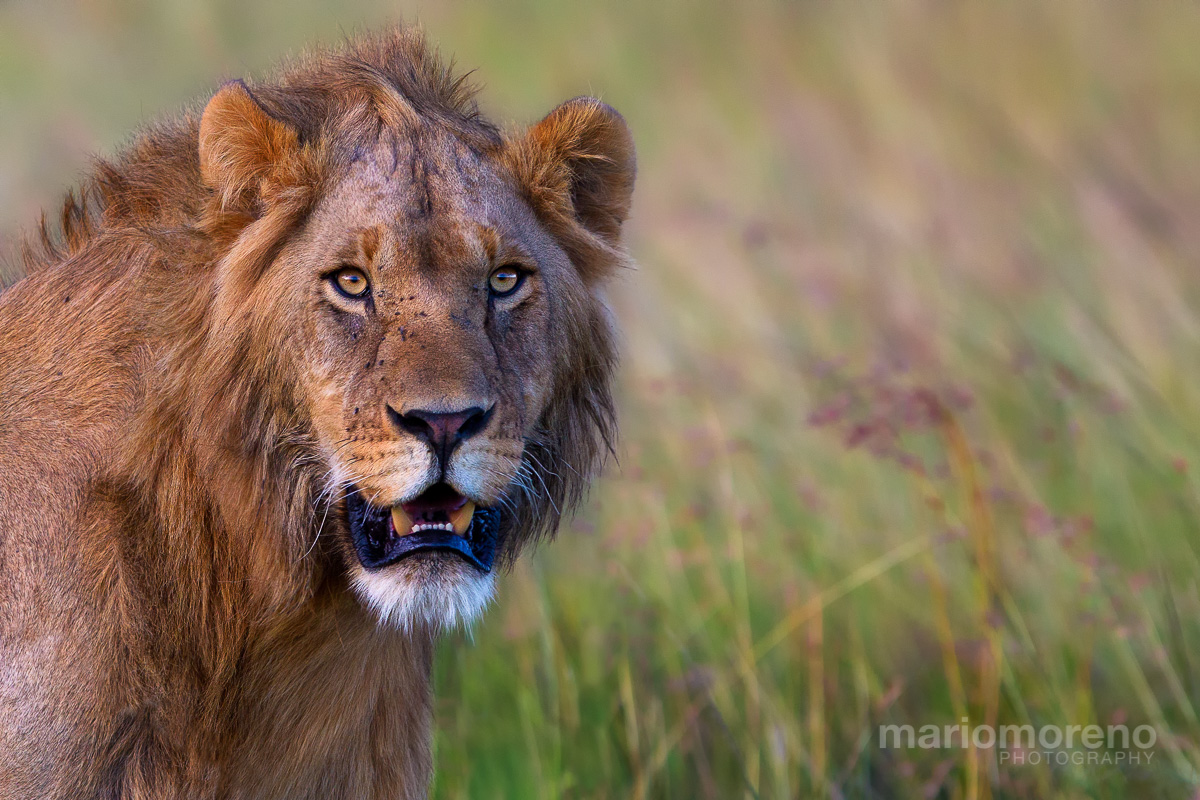 A Regal Mara Portrait