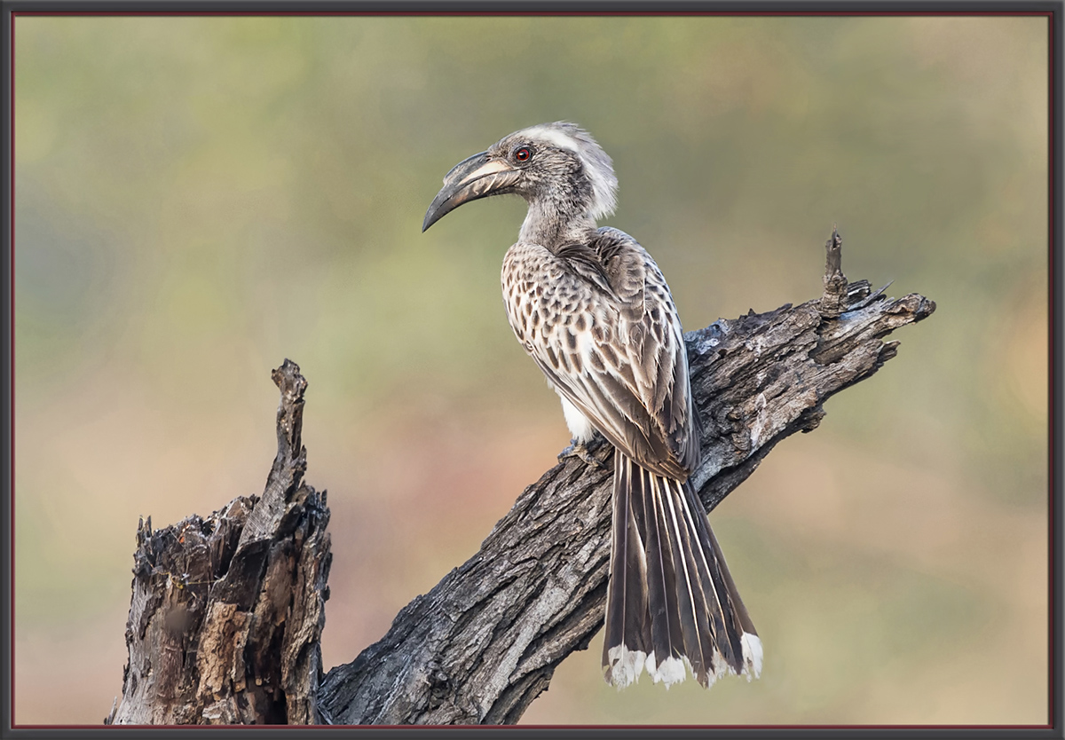 African Gray Hornbill