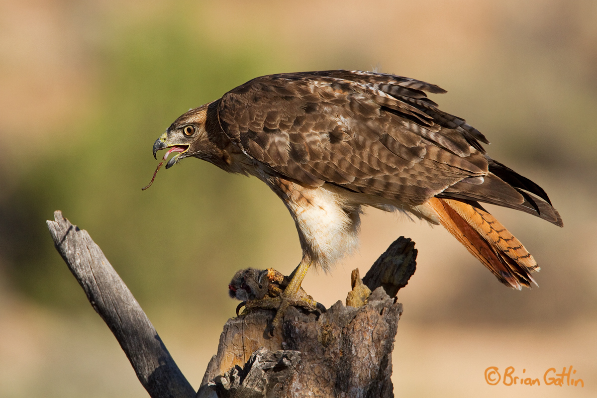 Redtail + Gopher