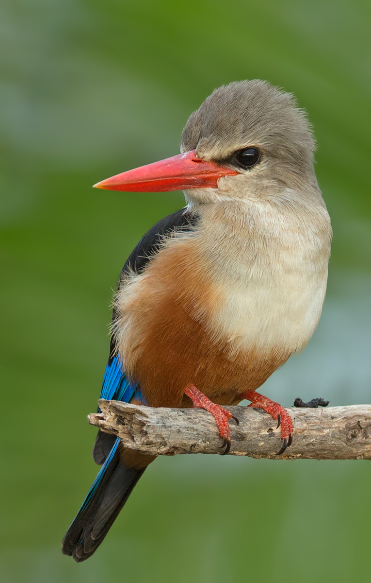 Grey Headed Kingfisher