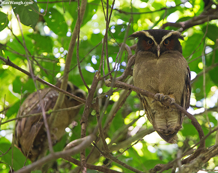 Crested Owls