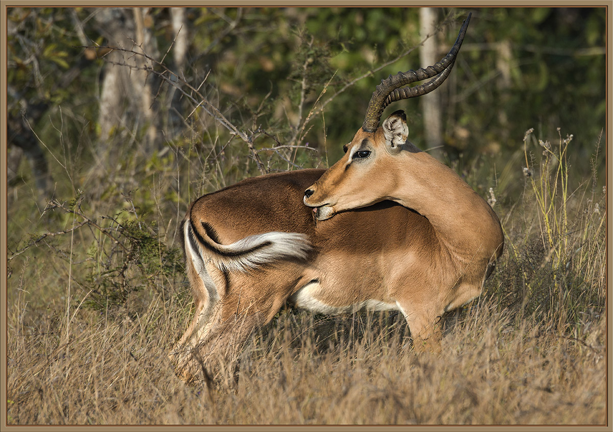 Impala
