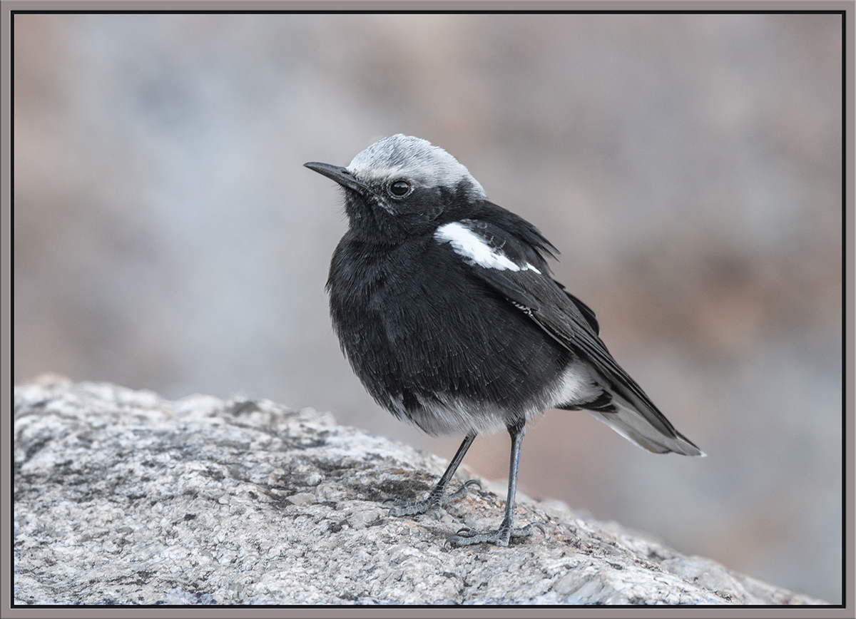 Mountain Wheatear