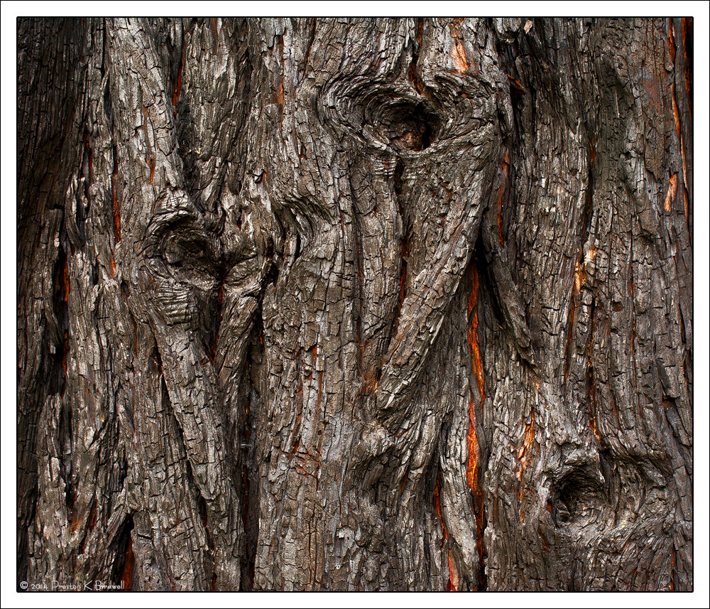Cedar Textures