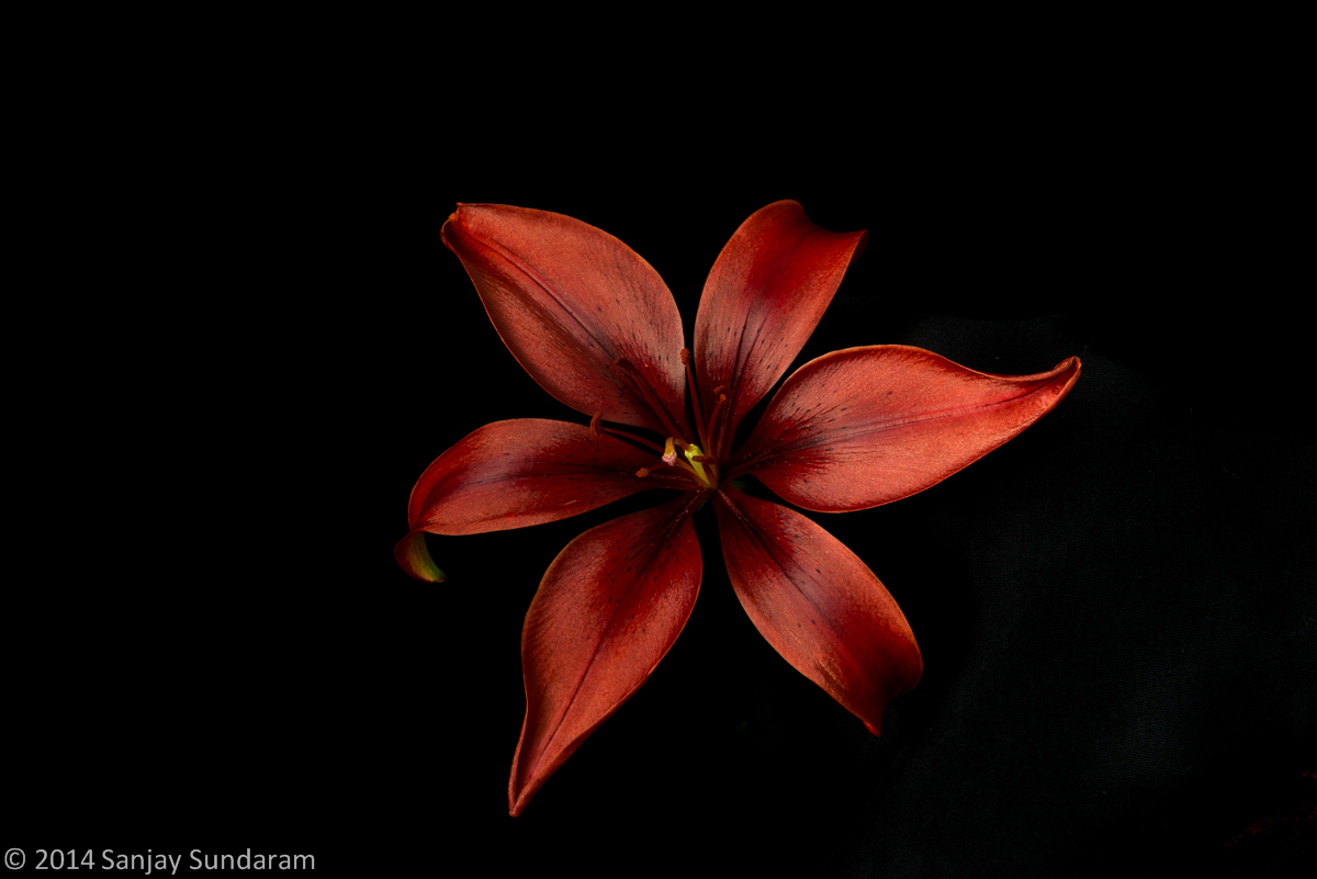 Metallic Day Lily