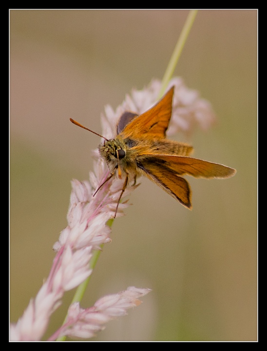 Small Skipper