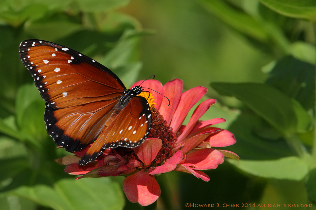 Open Winged Queen