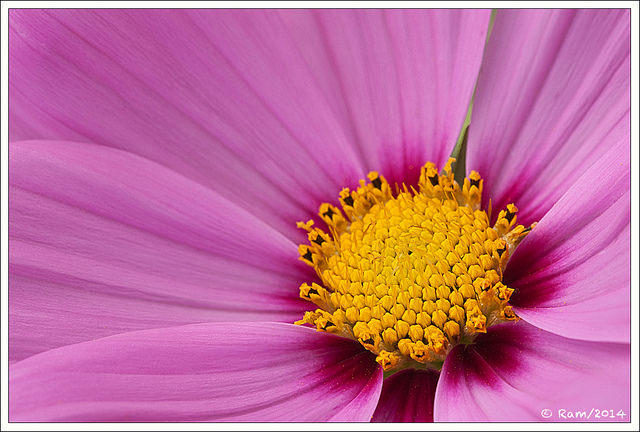 Cosmos