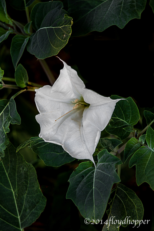 Jimson Weed