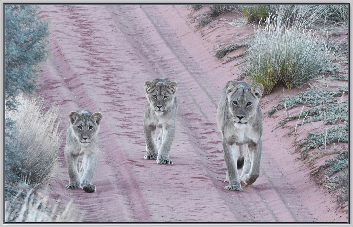Lioness with cubs