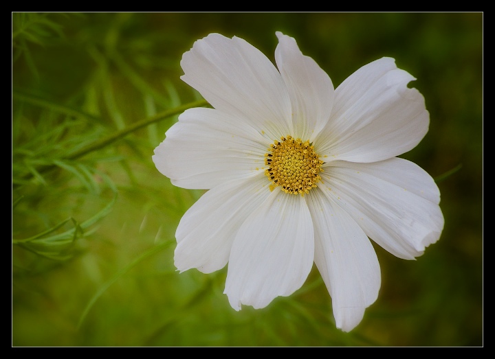 White Cosmos