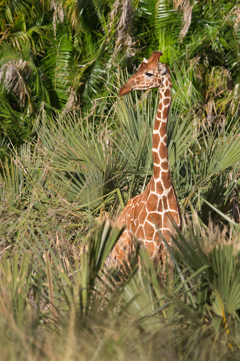 Reticulated Giraffe