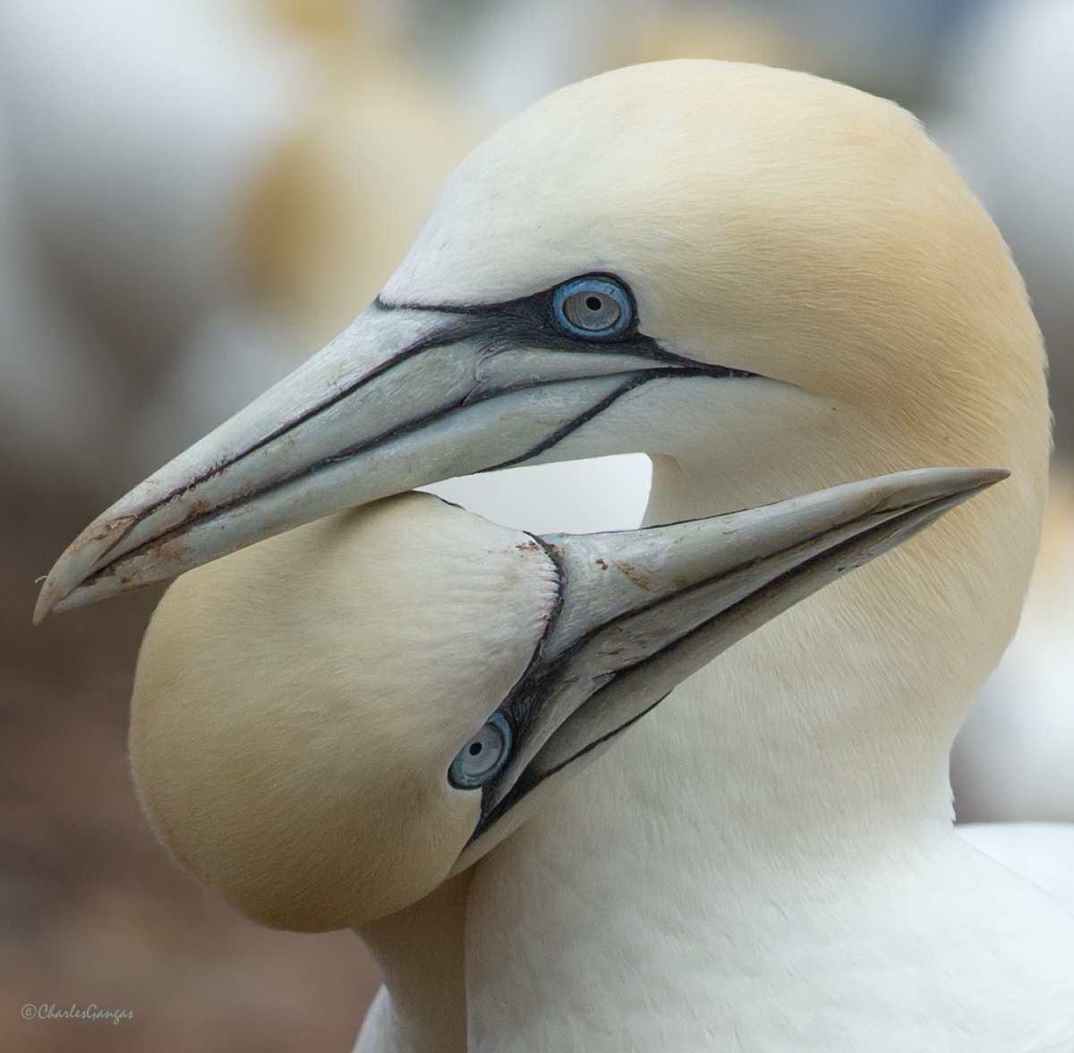Gannets Bonding