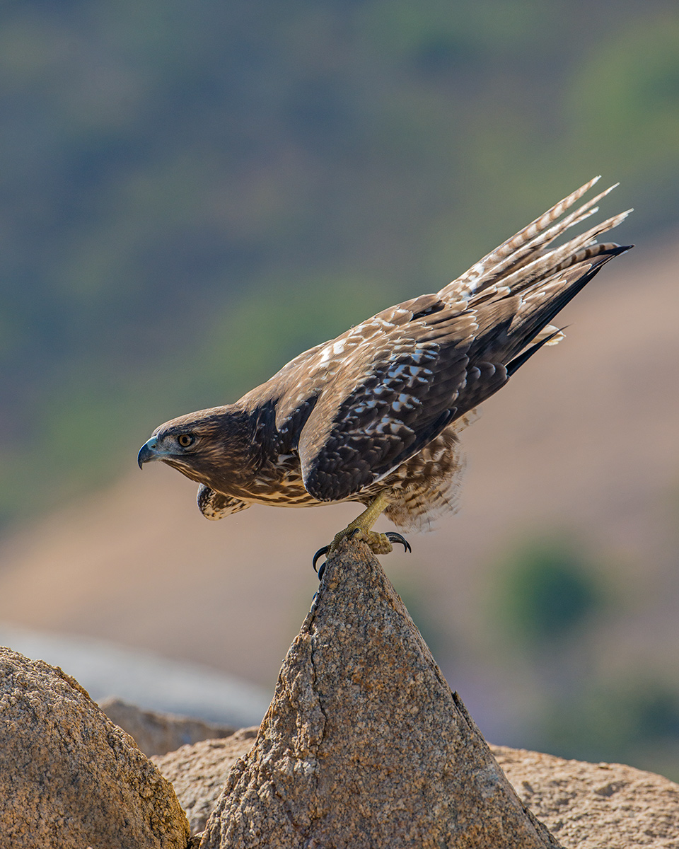 Red-tailed Hawk