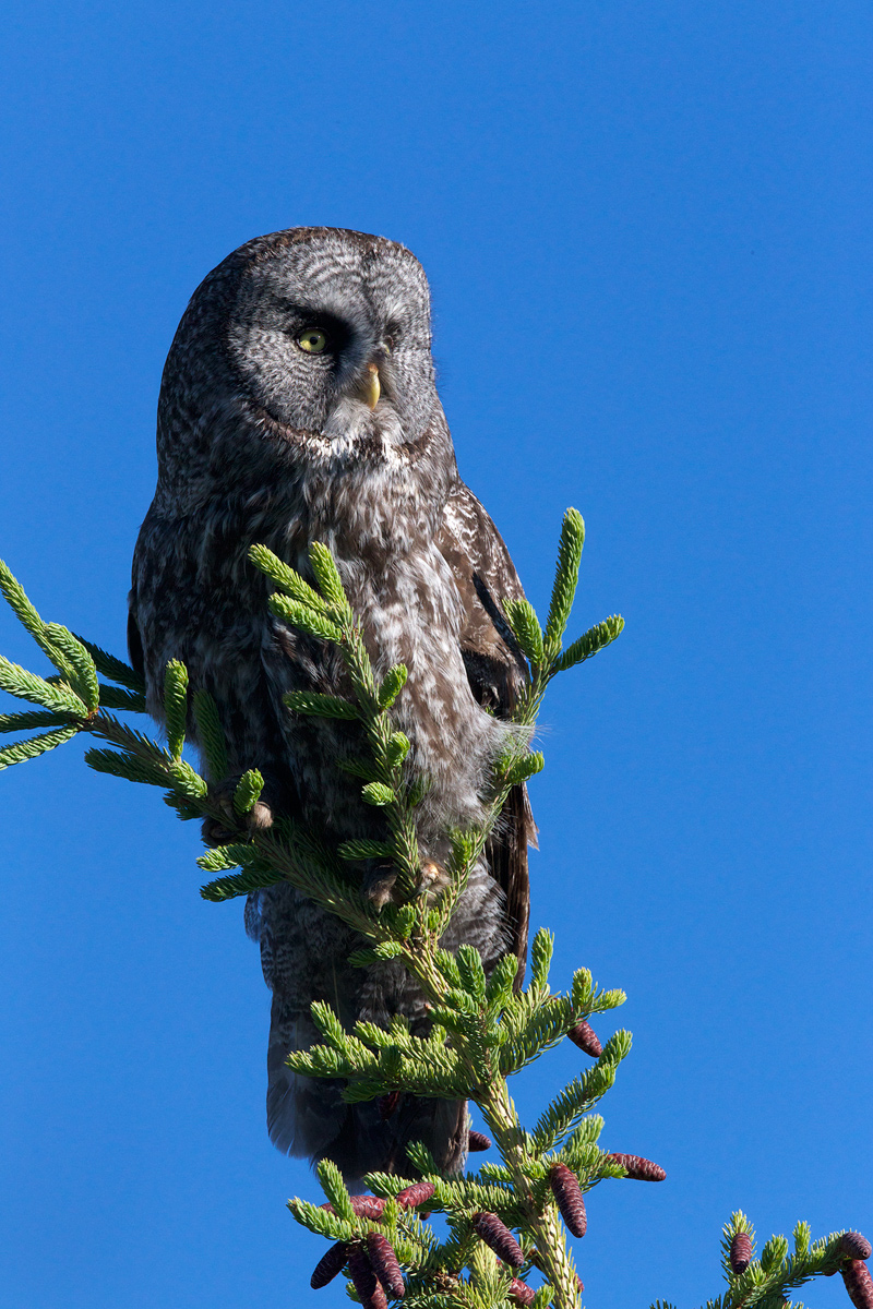 Great Gray Owl Female