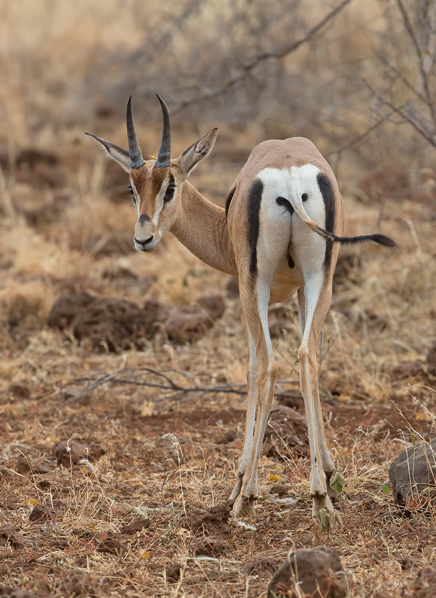 Grant's Gazelle